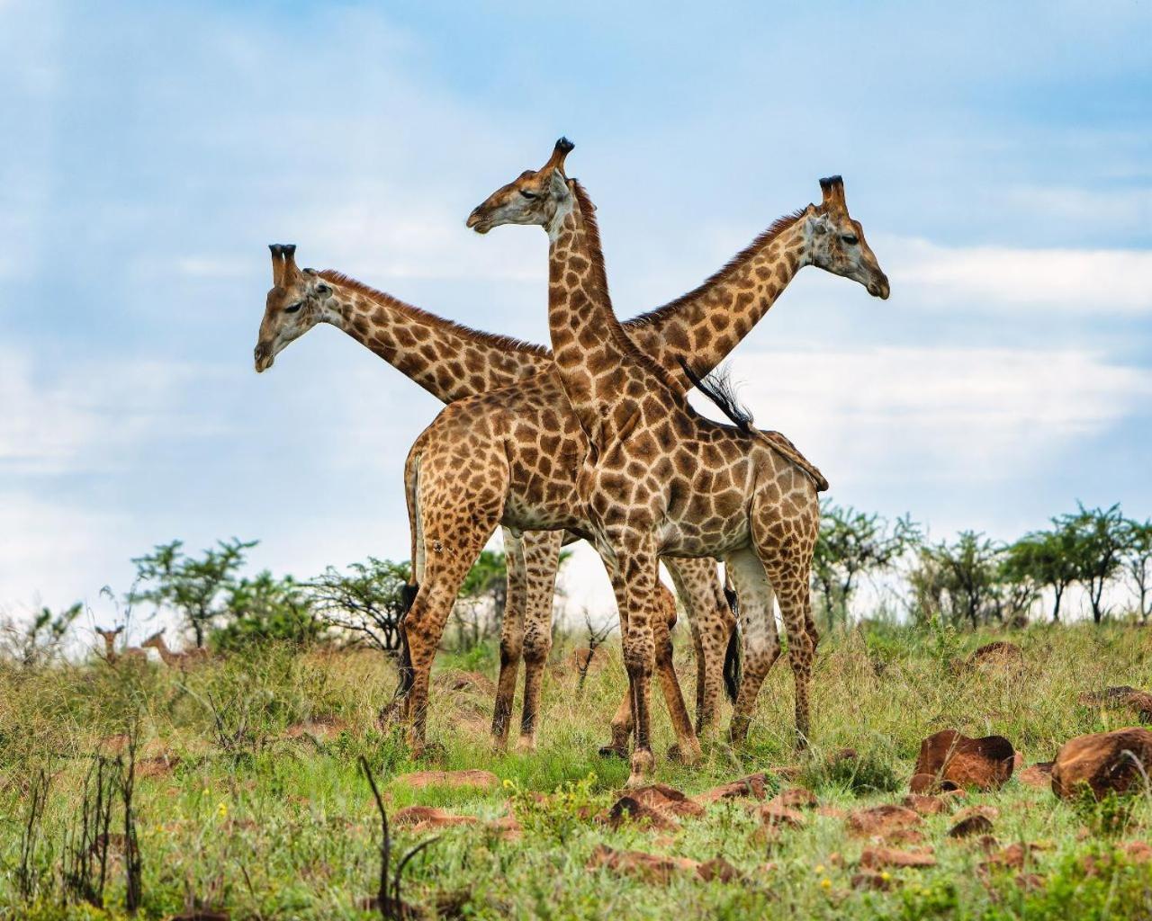 Umzolozolo Private Safari & Lodge