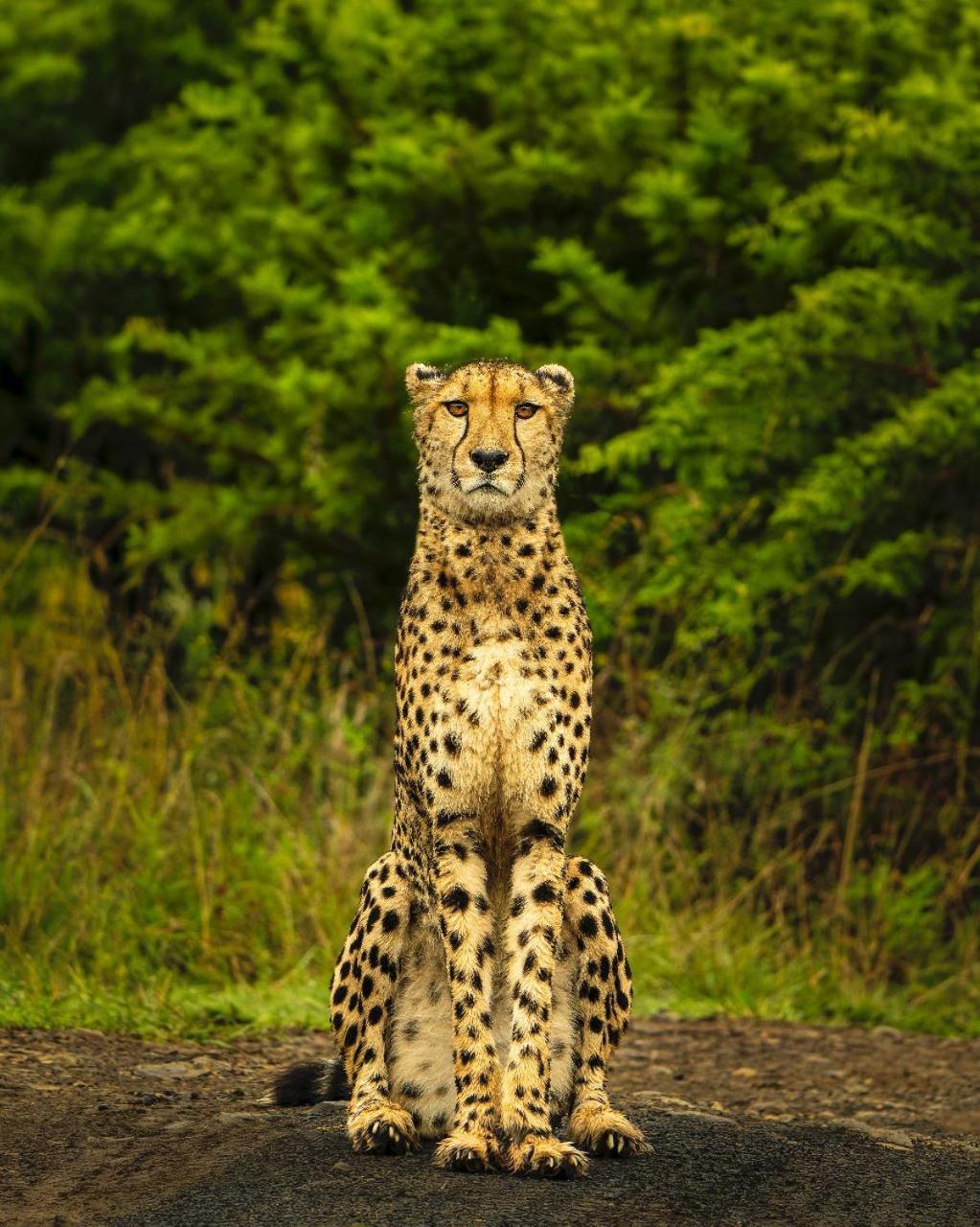 Lodge Umzolozolo Private Safari & *