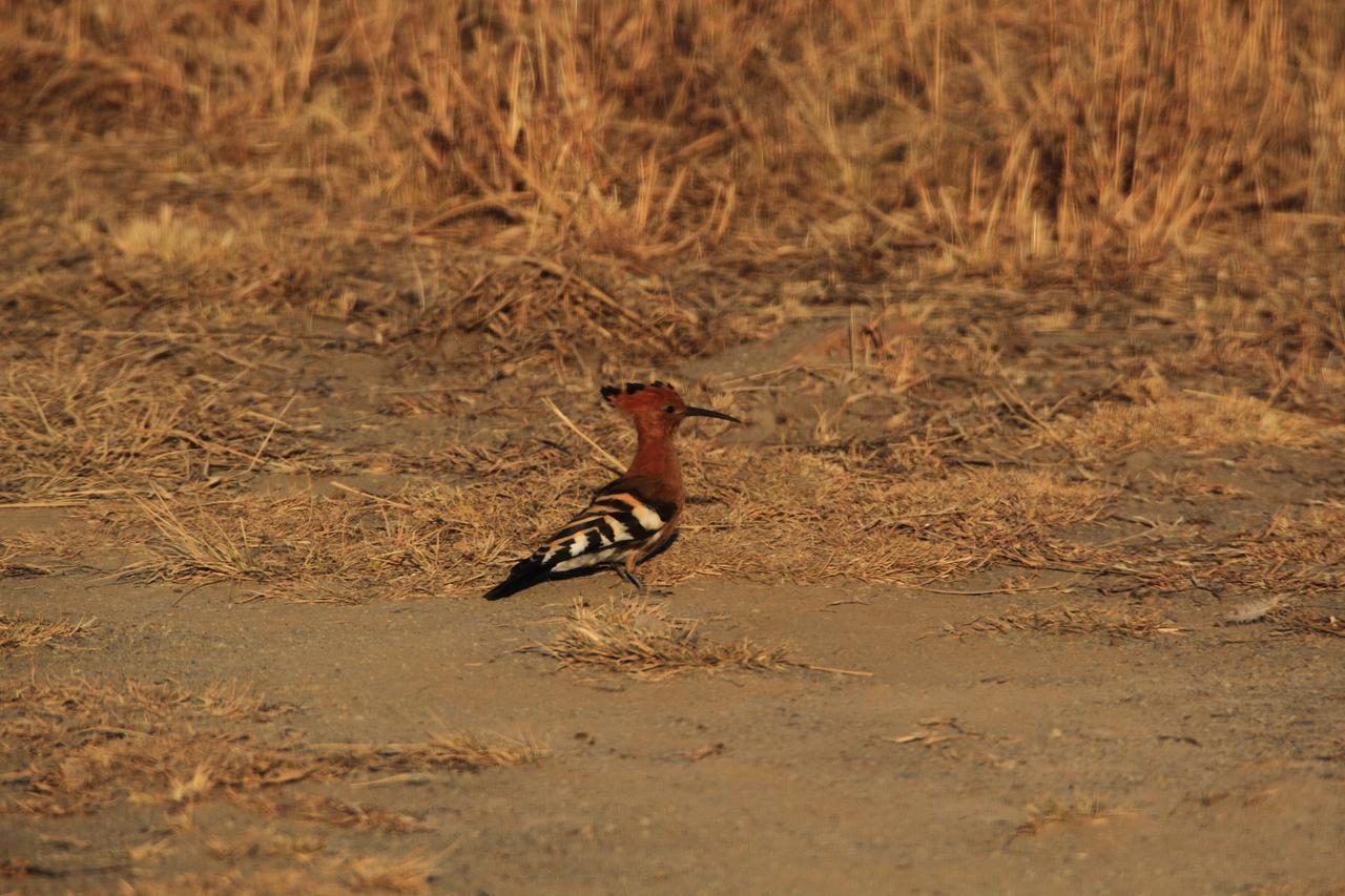 Umzolozolo Private Safari & * Ladysmith