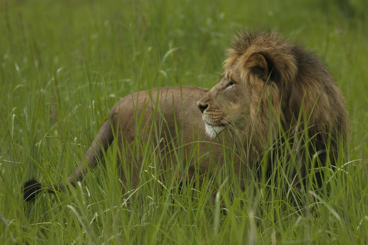 Lodge Umzolozolo Private Safari & *