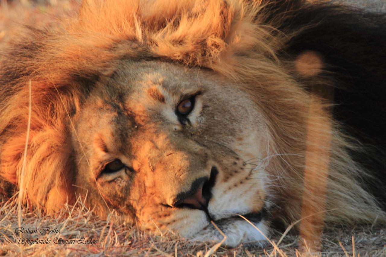 Umzolozolo Private Safari & * Ladysmith