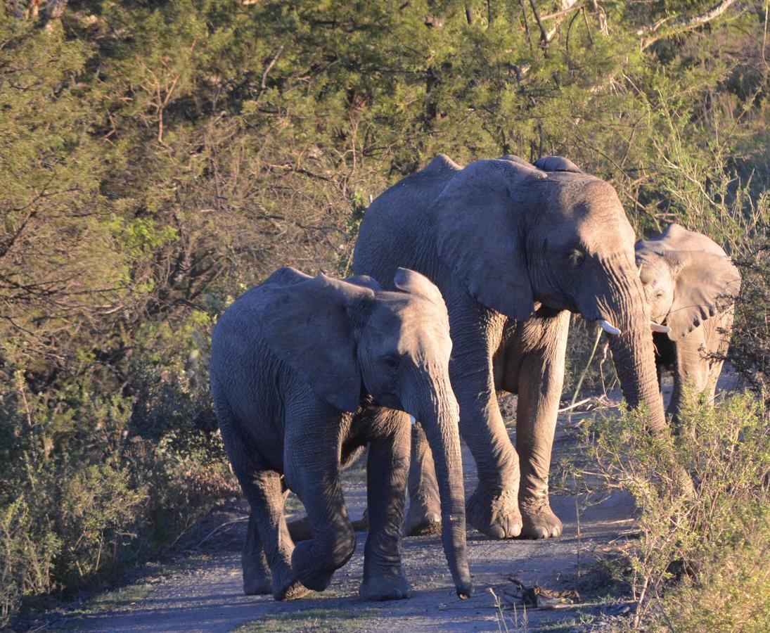 Umzolozolo Private Safari & * Ladysmith