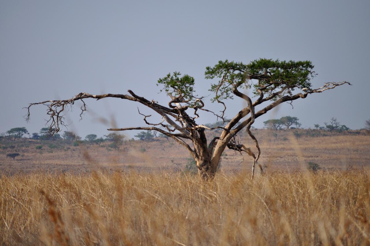 Umzolozolo Private Safari & * Ladysmith