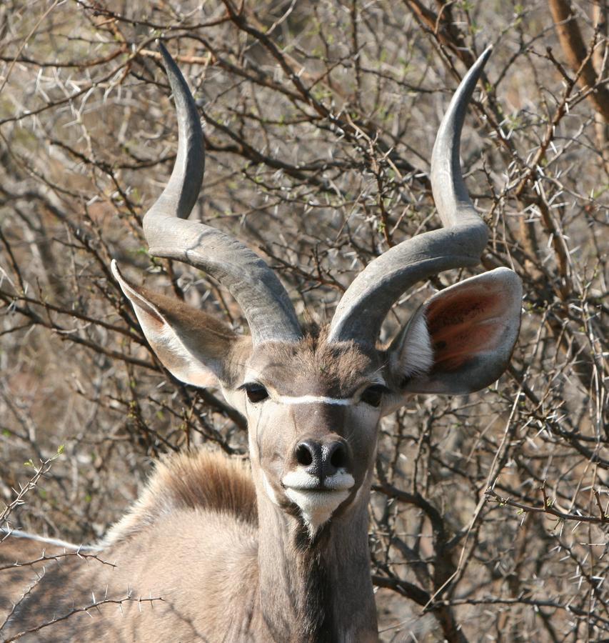 Umzolozolo Private Safari & * Ladysmith