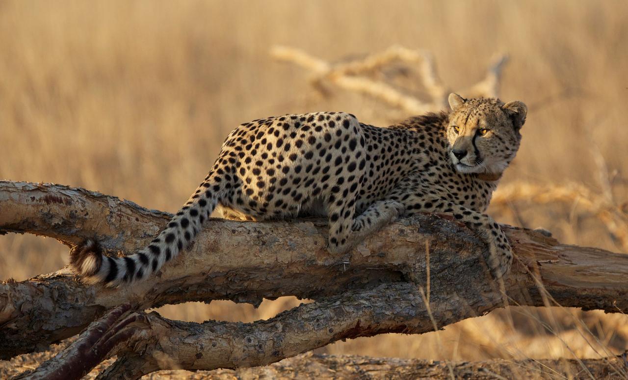 Umzolozolo Private Safari & * Ladysmith